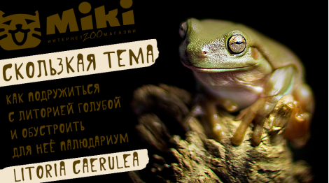 Тайғақ тақырып: көк литориямен дос болу және оған палюдариум жасау