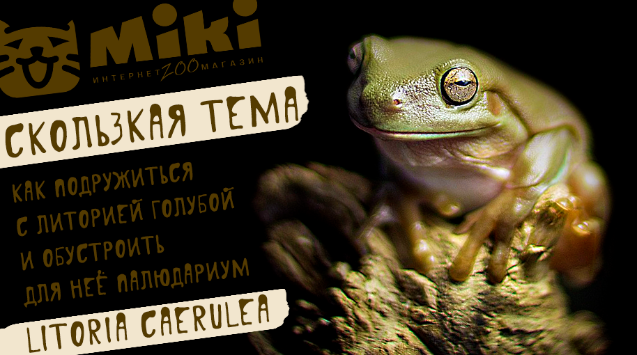 Тайғақ тақырып: үйдегі палюдариумдағы көк литория