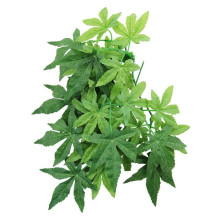 REPTI-ZOO компаниясының Иха жапсырмаларының мәдени төсінде.