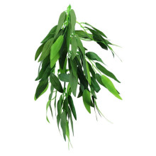 REPTI-ZOO Heternanthera zosterifolia шығармалы өсімдік