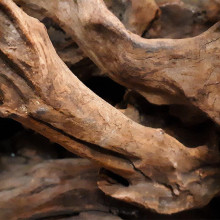 Мангров деревесі