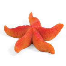 Коралл искусственный  "Астерина мини", 64*64*15мм