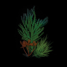 Композиция из светящихся растений, бирюзовая, 120