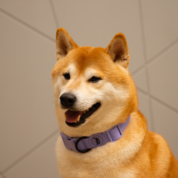 Ошейник из биотана "Матрица" L, сиреневый: стильное и удобное аксессуар для вашего питомца Ошейник из биотана "Матрица" L, сиреневый: стильное и удобное аксессуар для вашего питомца