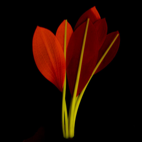 Силиконды жарықтыруға арналған құрылым Криптокорина Бласса, 190мм, Лагуна