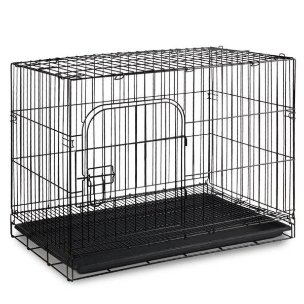 D4 клетка - үйдік құрметті жануарлар үшін жақсы отбасы.