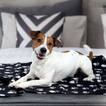 Плед для животных "Лапки", 1000*700мм, Triol