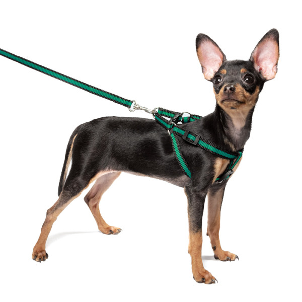 Комплект шлейка и поводок для щенка "Мегаполис", 280-340*85мм; 10*1300мм, Gamma