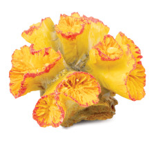 Коралл искусственный "Кауластрея", M, желто-красный, 90*85*50мм