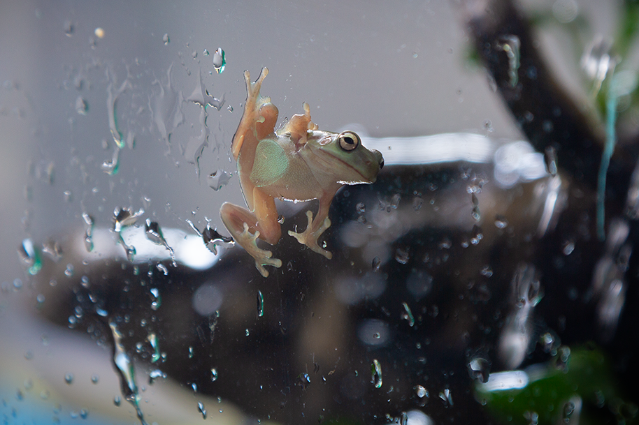 Литория фото 2