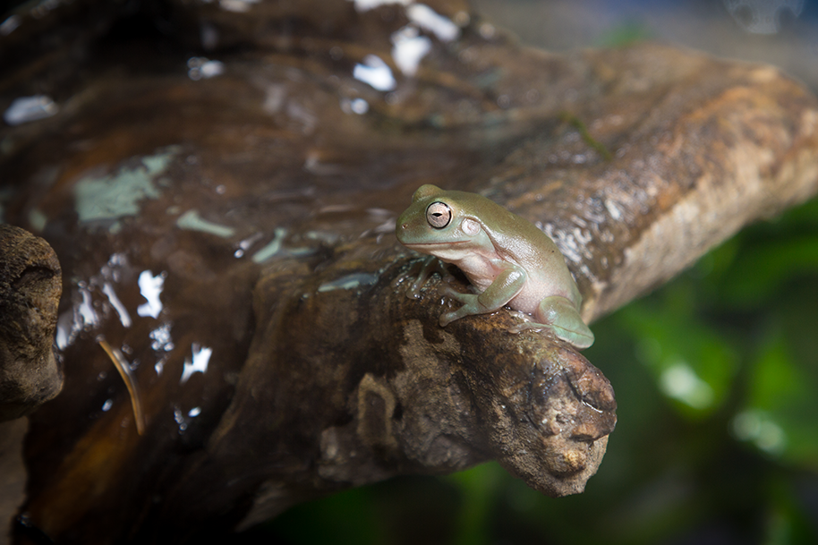 Литория фото 3