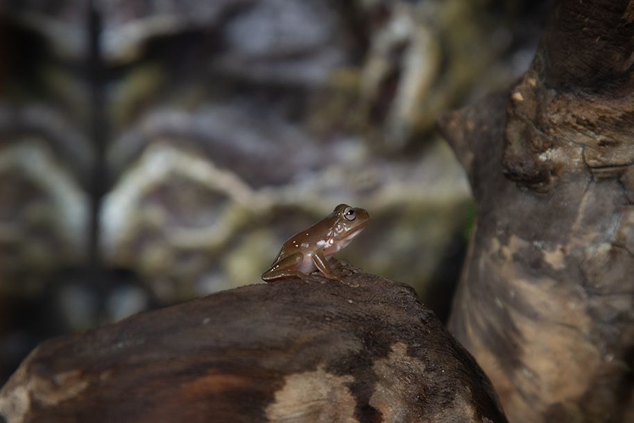 Литория фото 4