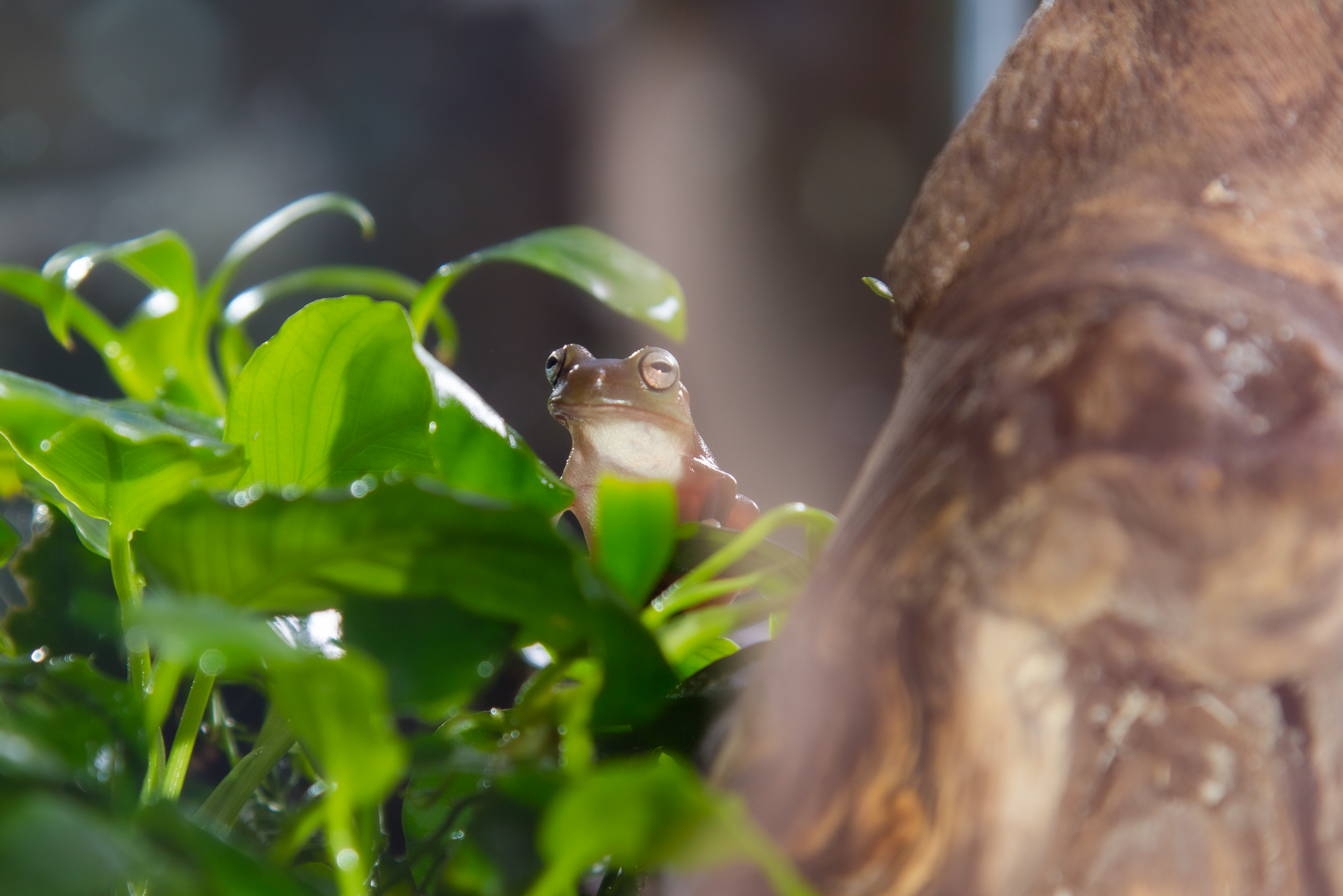 Литория фото 5