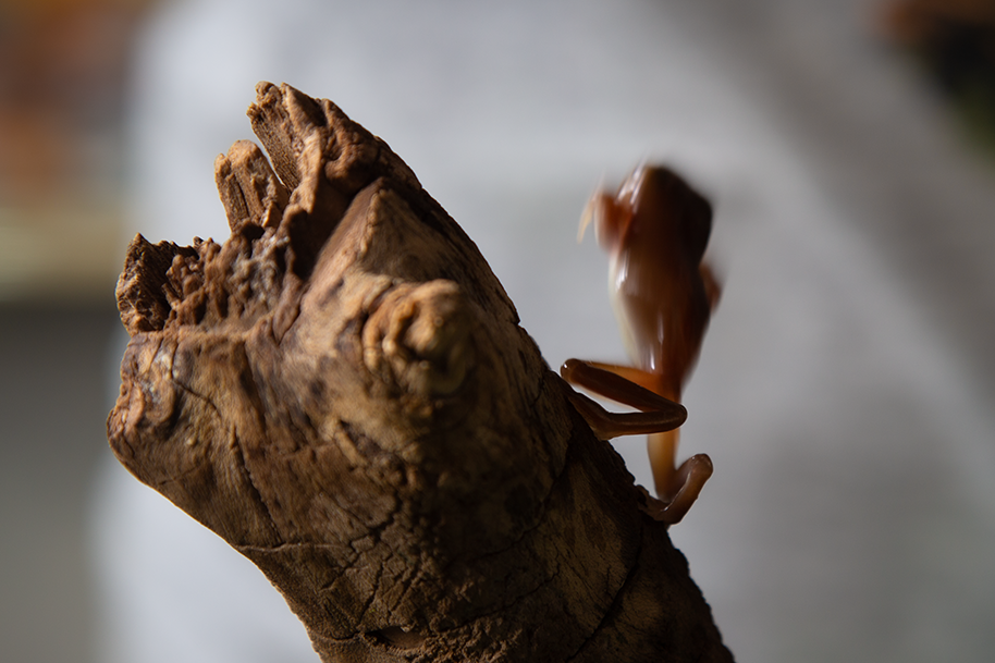 Литория фото 6