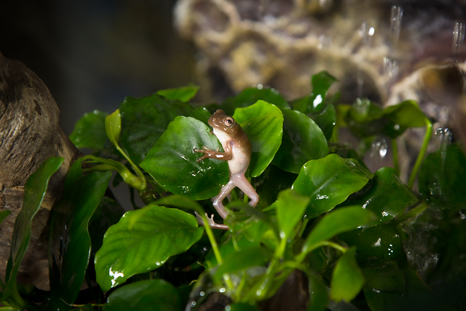 Литория фото 7