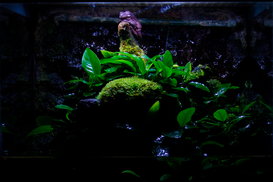 Литория фото 8