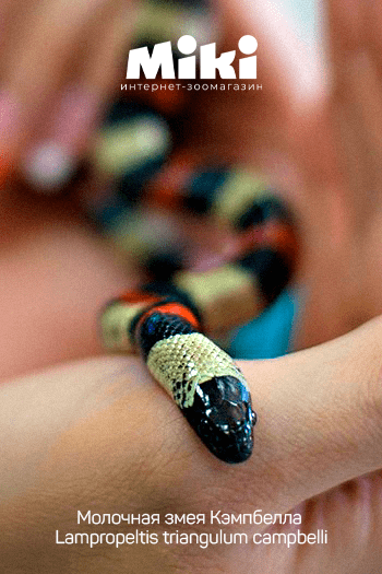 milk snake